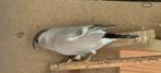 Koppel Noordse goudvink - wk 2024 x pastel 2025, Dieren en Toebehoren, Vogels | Overige Vogels, Meerdere dieren, Wildzangvogel