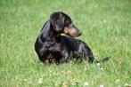 Langharige Teckel pup te koop / reutje, Dieren en Toebehoren, Honden | Teckels en Dashonden, 15 weken tot 1 jaar, Reu, Buitenland