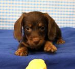 Supermooie kruising teckel - poedel pups!, Dieren en Toebehoren, 15 weken tot 1 jaar, Buitenland, CDV (hondenziekte), Meerdere