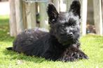 Prachtige Schotse terriër pup (scottish terriër), Dieren en Toebehoren, België, Overige rassen, CDV (hondenziekte), 8 tot 15 weken