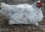 Brahma haan TT kwaliteit, Dieren en Toebehoren, Pluimvee, Mannelijk, Kip