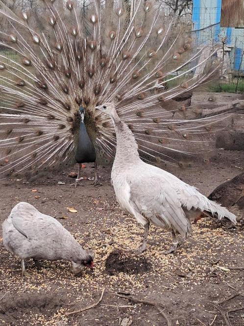 Pauwen Opaal white eyed, Dieren en Toebehoren, Pluimvee