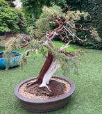 Bonsai Juniperus rigida, Jardin & Terrasse, Plantes | Arbres, Enlèvement