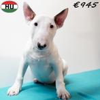 Bull Terriër mâles - chiots à vendre, Animaux & Accessoires, Chiens | Jack Russell & Terriers, 15 semaines à 1 an, Chien (mâle)