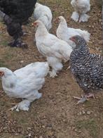 Bramha wit, Dieren en Toebehoren, Pluimvee