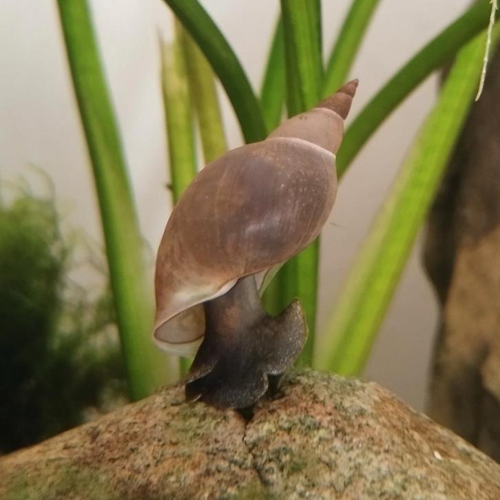 Poelslakken, Dieren en Toebehoren, Vissen | Aquariumvissen