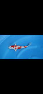 Wagoi Sakura Ogon, Dieren en Toebehoren, Karper of Koi