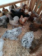 traditionele leghennen / sier/krielkippen vanaf 8,5 euro, Dieren en Toebehoren, Vrouwelijk, Kip