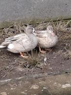 Blonde blauwvleugel taling, Dieren en Toebehoren, Meerdere dieren, Eend