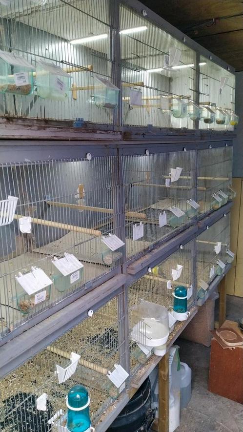 Kweekkooien €75, Dieren en Toebehoren, Vogels | Hokken en Kooien, Gebruikt, Ophalen