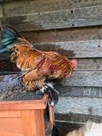 Ukkelse baardkriel haantjes, Dieren en Toebehoren, Pluimvee, Mannelijk, Kip