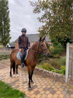 brave D- pony, Dieren en Toebehoren, Pony's, Merrie, B, Gechipt, 11 jaar of ouder