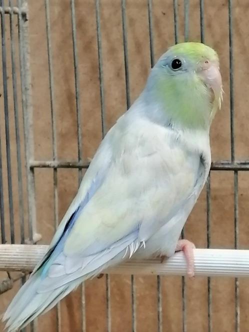 Forpus Yellam Turquoise; BlauwTurquoise/Yellam; Blauw/Fallow, Dieren en Toebehoren, Vogels | Parkieten en Papegaaien, Parkiet