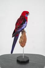 Opgezette Pennantrosella - Wildernis Atelier, Ophalen of Verzenden, Nieuw, Vogel, Opgezet dier