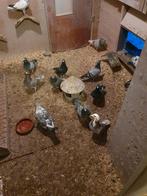 postduiven, Dieren en Toebehoren, Overige soorten