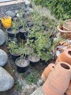krulwilg in pot, Tuin en Terras, Planten | Bomen, Ophalen, In pot