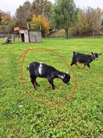 Dwerggeit lammetje mieke, Dieren en Toebehoren, Schapen, Geiten en Varkens