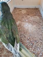 Splendid aqua blauw ef gezoomd 25, Dieren en Toebehoren, Vogels | Parkieten en Papegaaien, Geslacht onbekend, Geringd