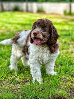 Verliefd op labradoodle, kies voor de italiaanse waterhond, België, Overige rassen, CDV (hondenziekte), 8 tot 15 weken