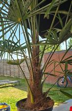 Winterharde palmboom Trachycarpus fortunei WEG= WEG!!, Ophalen, Palmboom