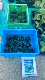 Lupine “ my castle “ planten, Ophalen