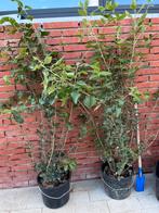 Steeneik, Tuin en Terras, Ophalen