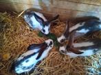 reuzevlinder konijnen, Dieren en Toebehoren, Mannelijk, Groot