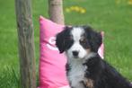 Berner Sennen pups nieuw nestje, België, Meerdere, Meerdere dieren, Fokker | Professioneel