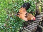 Coq barbu d"Anvers, Mâle, Poule ou poulet