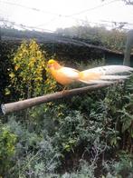 PEACH FAZANTEN 2022, Meerdere dieren, Geringd