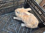 Leeuwenkopje, Dieren en Toebehoren, Vermiste en Gevonden Dieren