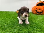 Nestje MINI Teckel pups, Dieren en Toebehoren, Honden | Teckels en Dashonden, België, CDV (hondenziekte), 8 tot 15 weken, Korthaar