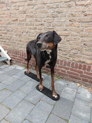 Opgezette grote hond taxidermie dog schedel gewei curiosa beschikbaar voor biedingen