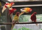rubino rosella's, Dieren en Toebehoren, Meerdere dieren, Parkiet, Geringd