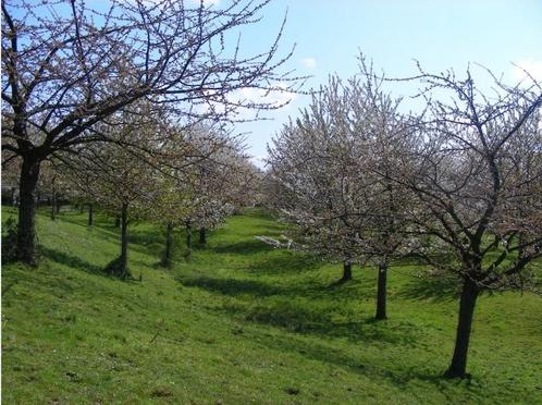 Heeft u een weide , boomgaard,..., Dieren en Toebehoren, Overige Dieren