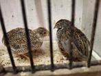 mooi koppel Chinese dwergkwartels, Dieren en Toebehoren, Vogels | Overige Vogels