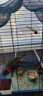 Lory v d blauwe bergen, Dieren en Toebehoren, Mannelijk, Papegaai, Pratend