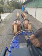 Dubbelspan Welsh Pony's Sectie B, Dieren en Toebehoren, Merrie, B, Gechipt, B pony (1.17m tot 1.27m)