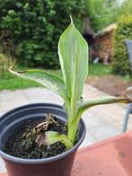 Musa Dwarf Cavendish, Tuin en Terras, Ophalen, Volle zon, Vaste plant, Zomer