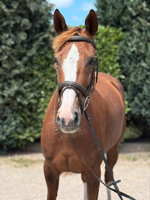 Allround merrie, Dieren en Toebehoren, Paarden, Merrie, L, 165 tot 170 cm, 7 tot 10 jaar, Springpaard, Met stamboom, Gechipt, Ontwormd