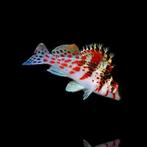 Koraal klimmer falco, Animaux & Accessoires, Poissons | Poissons d'aquarium, Poisson, Poisson de mer, Banc de poissons