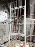 Agapornis roseicollies, Dieren en Toebehoren, Vogels | Parkieten en Papegaaien, Meerdere dieren, Dwergpapegaai of Agapornis