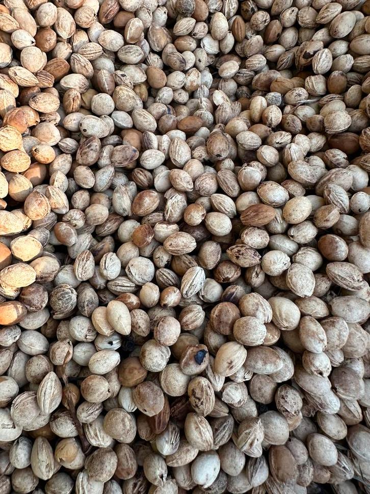 Kersenpitten per doos van 5 kg, Hobby en Vrije tijd, Stoffen en Lappen, Nieuw, Overige materialen, Overige kleuren, Ophalen of Verzenden