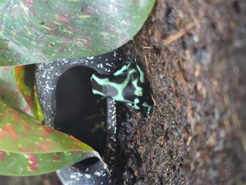 Dendrobates auratus nakweek  beschikbaar voor biedingen