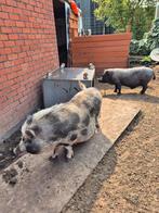 Porcs ventrus en pot gratuits, Animaux & Accessoires