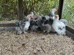 Cochin kriel zilverpatrijs, Dieren en Toebehoren, Pluimvee