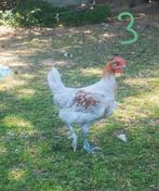 Ameraucana-hanen en olijfeieren