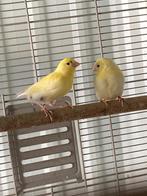 Mooie jonge kanaries, Dieren en Toebehoren, Vogels | Kanaries, Geslacht onbekend, Zangkanarie