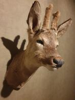 Ree bok schoudermontage taxidermie opgezet hert, Ophalen of Verzenden, Zo goed als nieuw, Hert, Opgezet dier