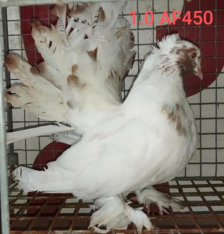 Indische pauwstaart  SNC2025, Dieren en Toebehoren, Vogels | Duiven